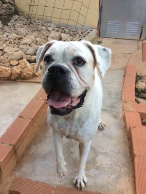 costa blanca kennels